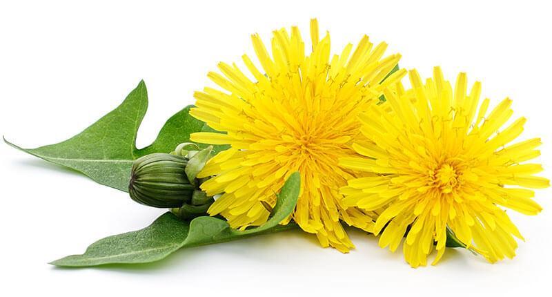Nature's Sunshine Dandelion - 100 capsules